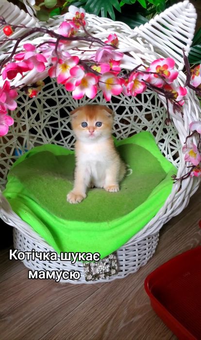 Ласкаві малючки. Кошенята золота шиншила.