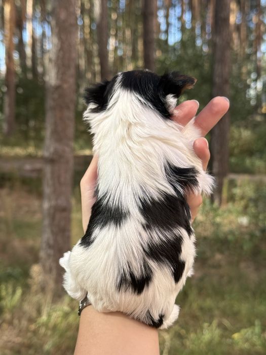 Елітна дівчинка бівер з документами КСУ/FCI