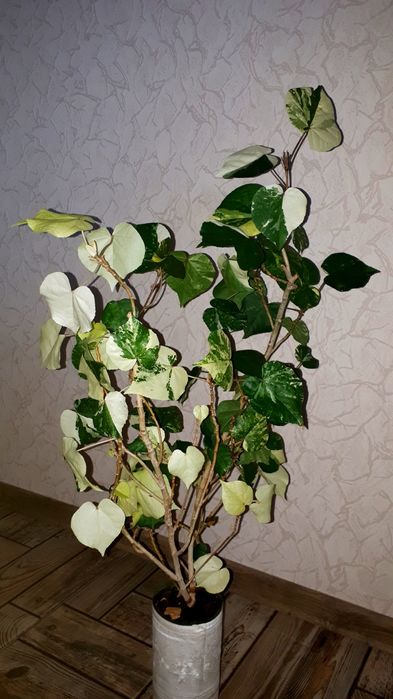 Липовидный вариегатный гибискус с/с