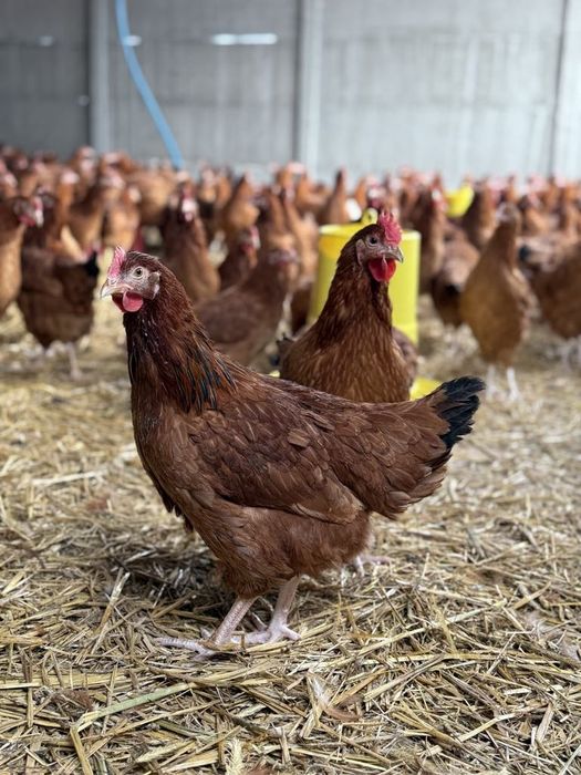 Sprzedam kury nioski rossa 22 tygodni