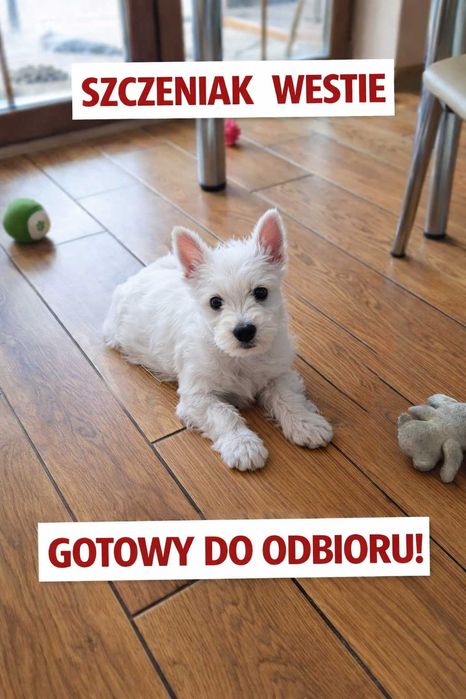 West Highland White terrier chłopiec ostatni.