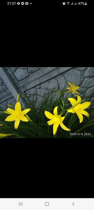 Ароматний лілейник