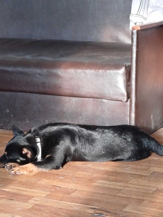 Безкоштовно віддаються