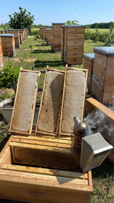Продам  бджіл , бджолородини