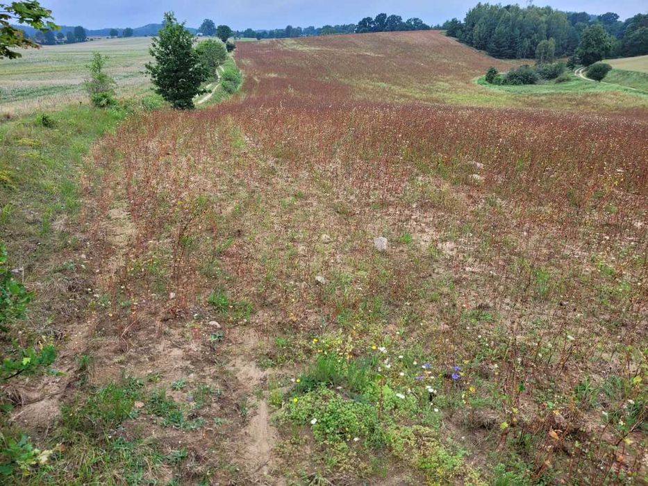 Działka rolna siedliskowa - Widok 4