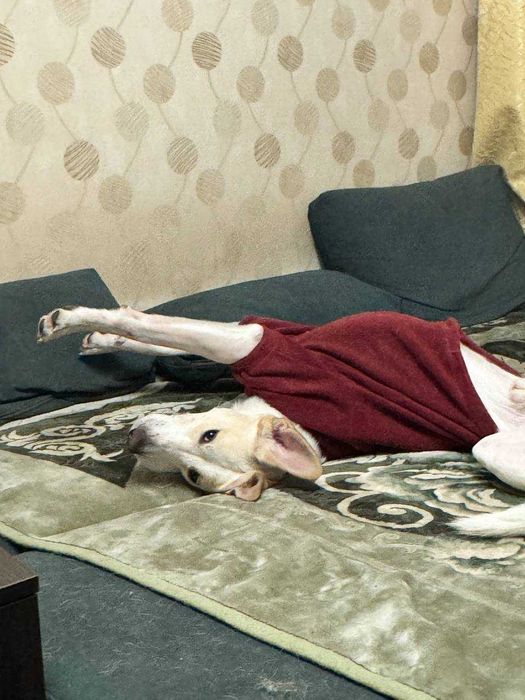 Хлопчик Персик шукає дім