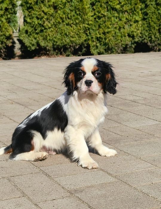 Cavalier King Charles Spaniel
