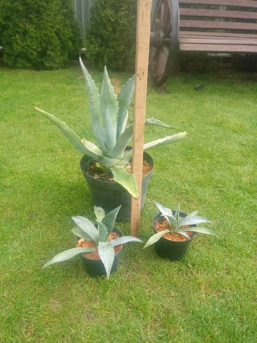 Агава американська