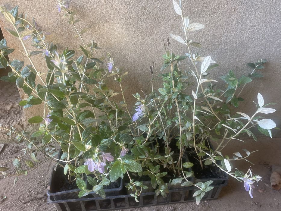 teucrium fruticans