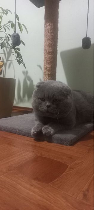 В’язка . Шотландський короткошерстий котик.