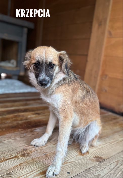 Delikatna, nieśmiała, 7 kg, 1 rok Krzepcia do adopcji