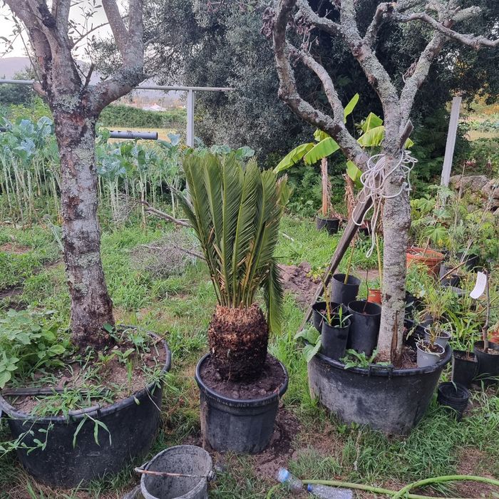 palmeira sika  varias