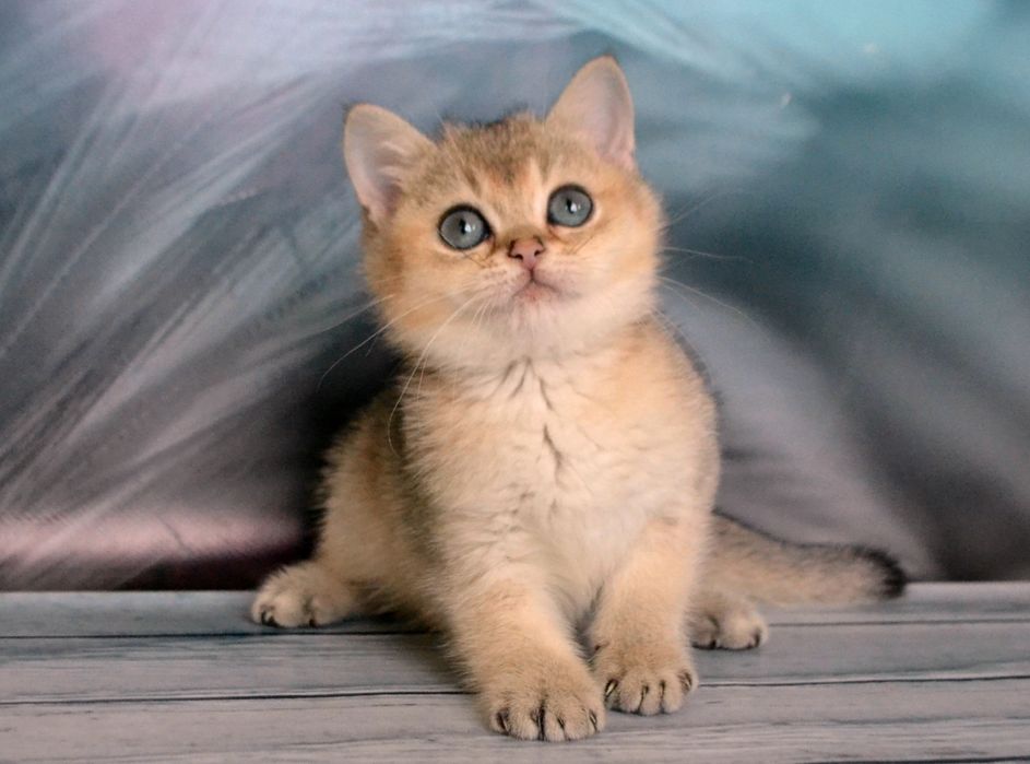 Британський шиншила