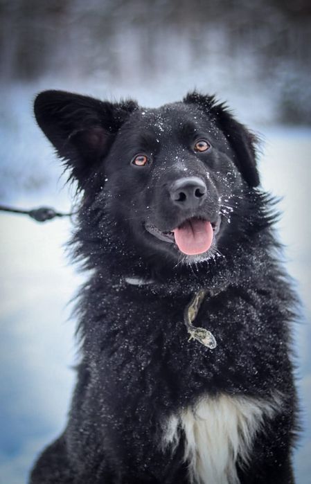 Piękny, młody pies szuka domu  / do adopcji