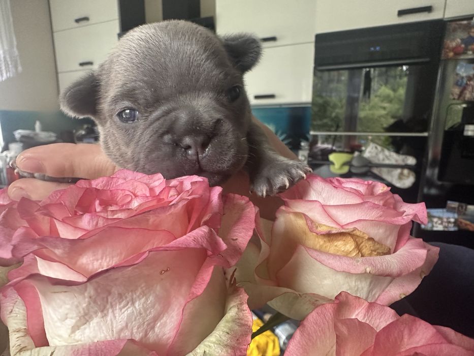 Buldog francuski lilac/blue