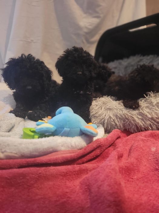 Maltipoo suczka Warszawa pudel maltańczyk