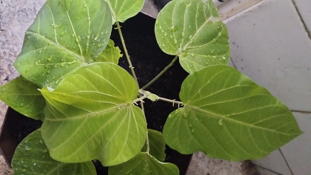 Granadilha em vaso