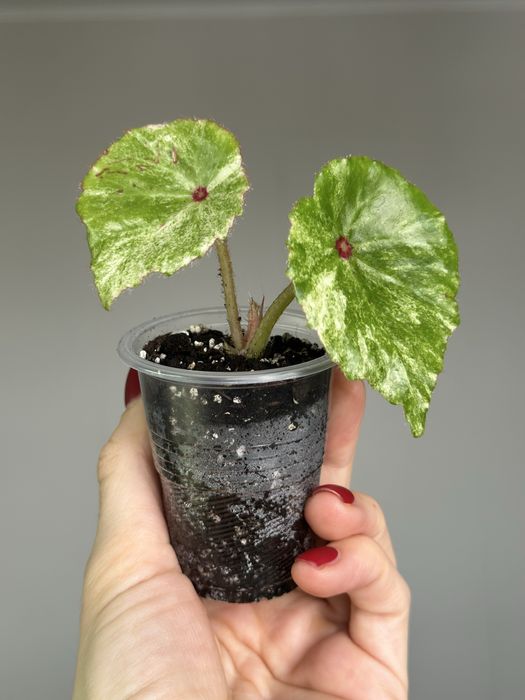 Великий вибір цікавих кімнатних рослин