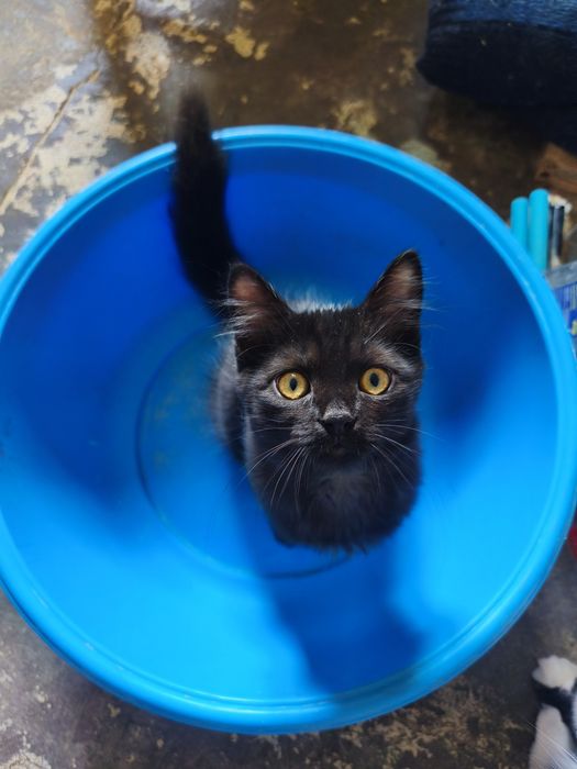Котята в хорошие руки