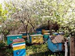 Продам бджолопакети