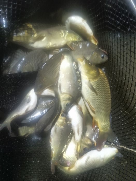Karp królewski kroczek 20-40 dag