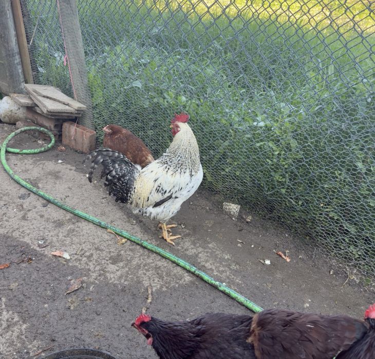 galos troco por duas poedeiras cada galo até sábado ou domingo