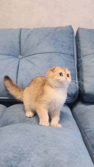 Шотландський хлопчик золота шиншила