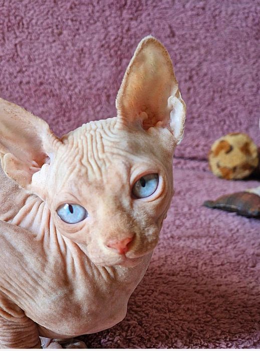 Niebieskooki kocurek sfinks kanadyjski