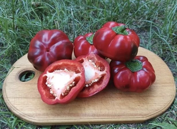 Насіння перцю Ратунда P 16262 Семена Переца Гогошар