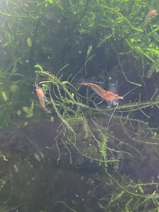 Krewetki RedCherry