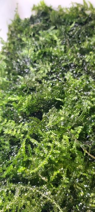 Musgo java bem tratado.