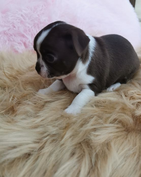 Suczka Chihuahua