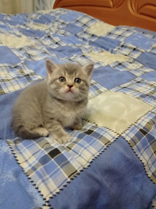 Шотландські висловухі та прямовухі кошенята Scottish Fold і Scottish Straight