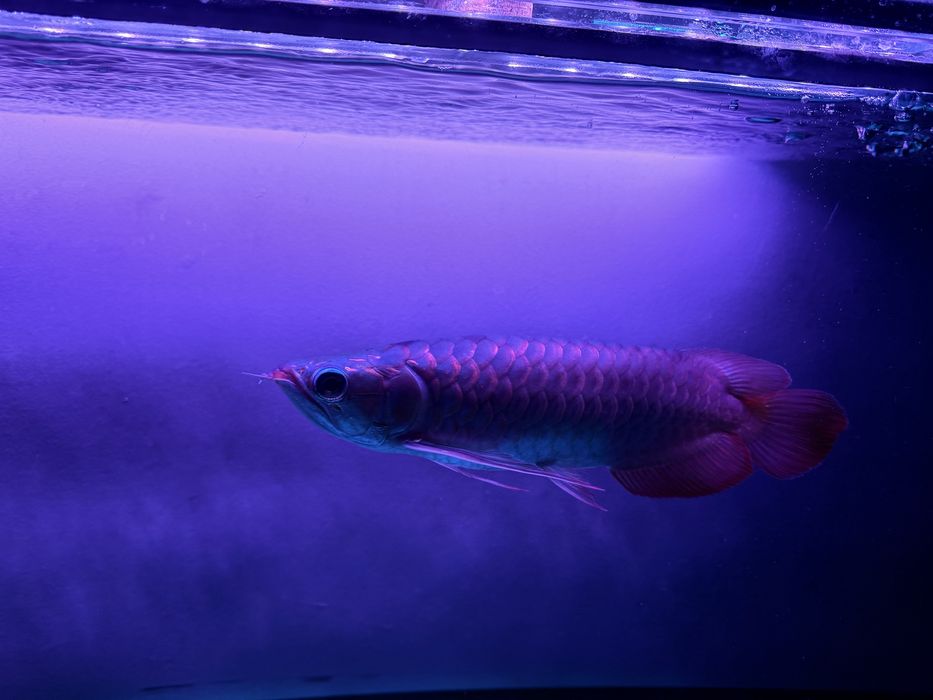 Aruwana super red