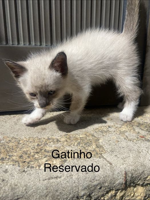 5 Gatinhos à Procura de um Lar Amoroso