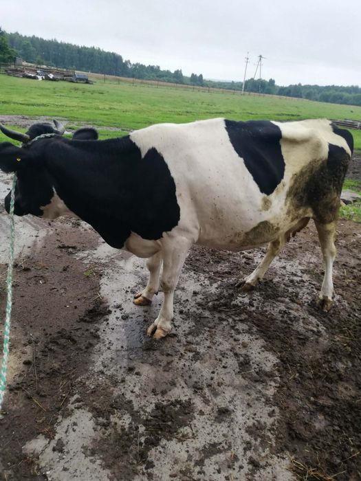 Sprzedam krowę, krowy mleczne