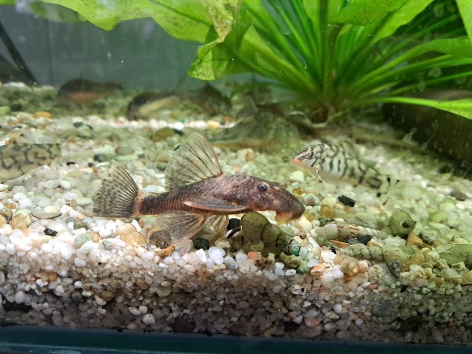 Ancistrus sp. Calico lda 16  zbrojnik glonojad.