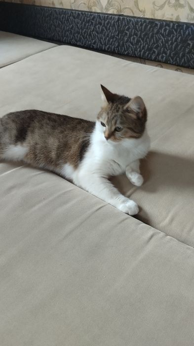Віддамо кота безкоштовно