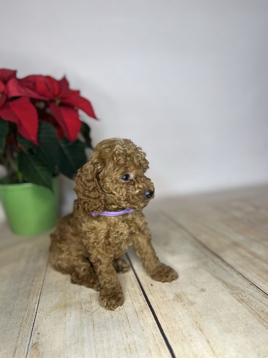 Pudel toy/miniatura chlopiec