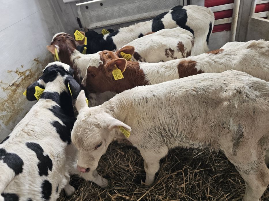 Sprzedam 6 cielaków byczki