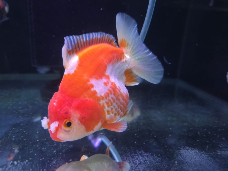 Welonki short tail oranda red and white