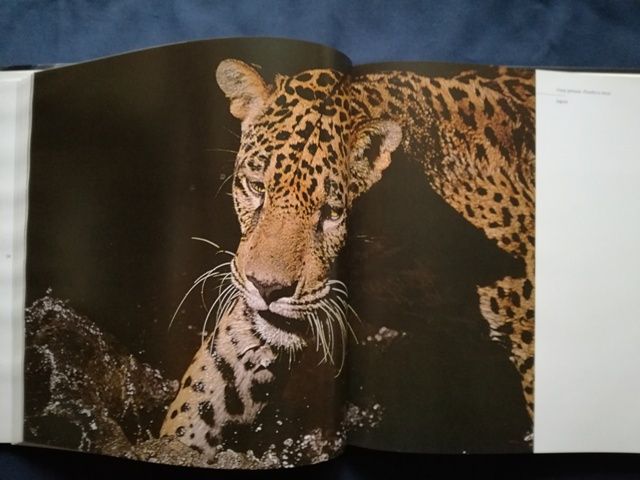 Pantanal. Araquem Alcântara (Fotografia)