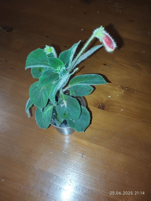 Колерія Cecille молоді рослини