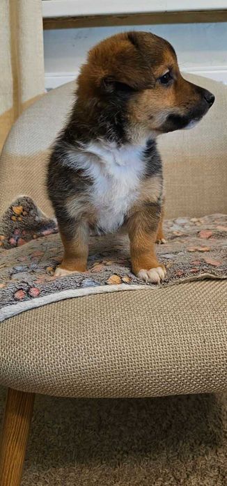 Метис вельш коргі