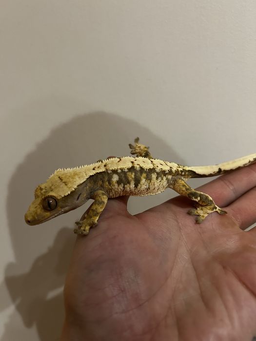 Gekon orzesiony samica