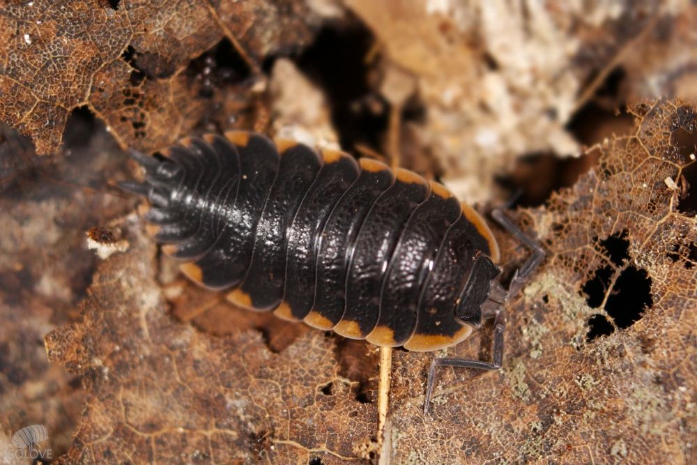 Trachelipus caucasius, równonogi, isopoda