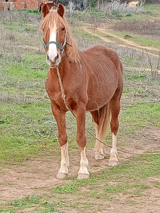 vendo cavalo afliguer 10 anos