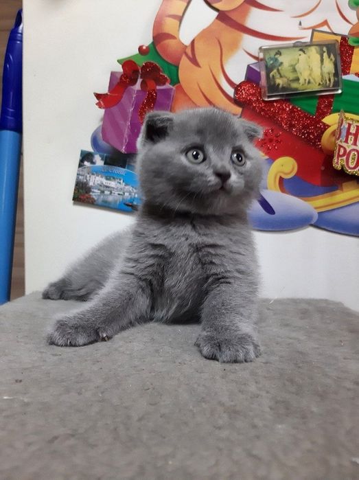 Котята шатладские веслоухие