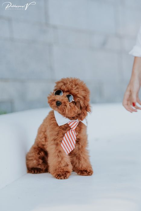 Той-пудель цуценята