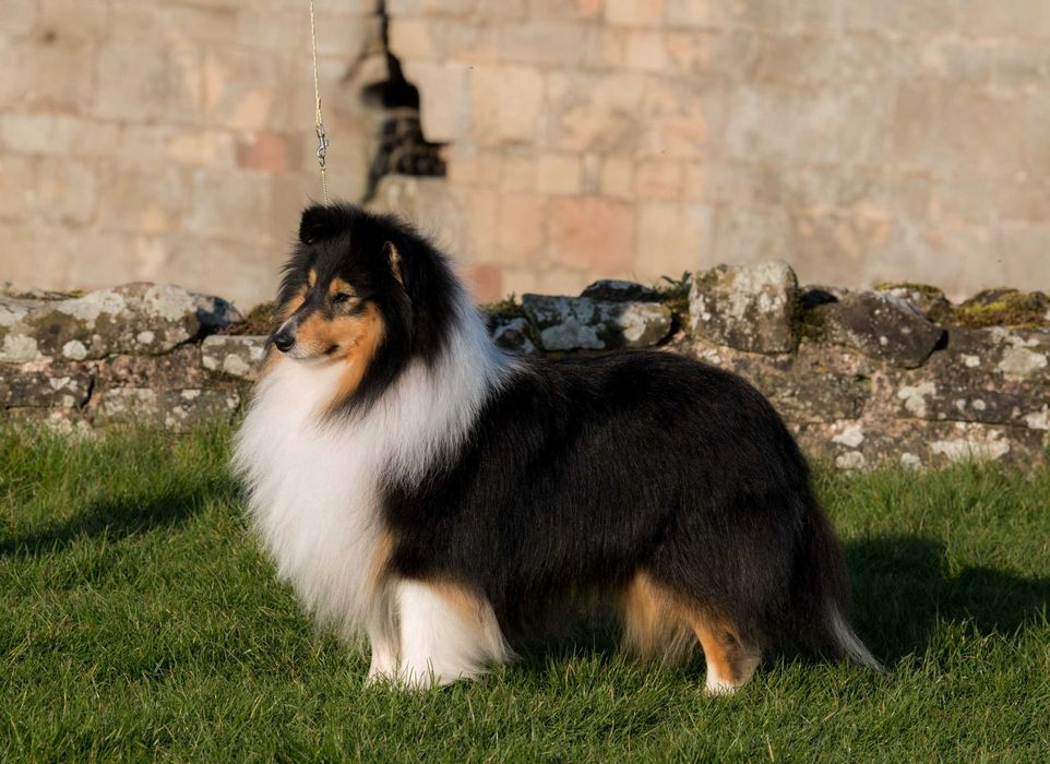 owczarek szetlandzki piesek po ZwŚw, ZkWP/FCI typ angielska